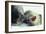 Weddell Seals-Doug Allan-Framed Photographic Print