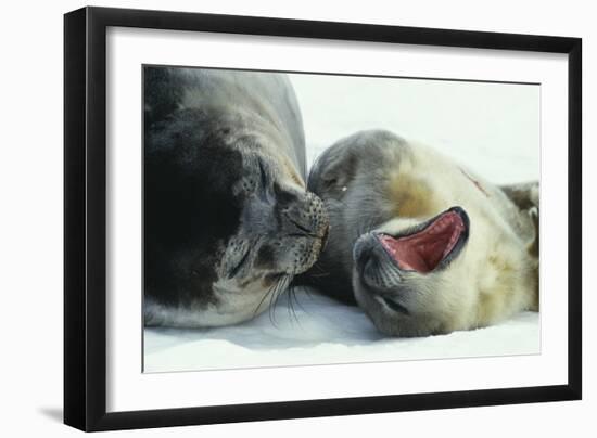 Weddell Seals-Doug Allan-Framed Photographic Print