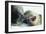 Weddell Seals-Doug Allan-Framed Photographic Print