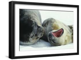 Weddell Seals-Doug Allan-Framed Photographic Print