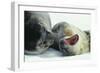 Weddell Seals-Doug Allan-Framed Photographic Print