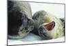 Weddell Seals-Doug Allan-Mounted Photographic Print