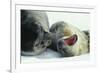 Weddell Seals-Doug Allan-Framed Photographic Print