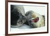 Weddell Seals-Doug Allan-Framed Photographic Print