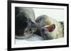 Weddell Seals-Doug Allan-Framed Photographic Print