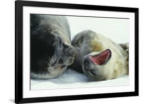 Weddell Seals-Doug Allan-Framed Photographic Print