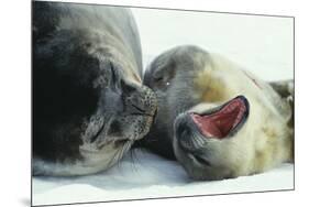 Weddell Seals-Doug Allan-Mounted Photographic Print