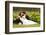 Wedding, Beautiful Young Bride Lying Together with Groom in Love on Green Grass Kissing-khorzhevska-Framed Photographic Print