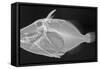 Wedge-Tail Triggerfish-Sandra J. Raredon-Framed Stretched Canvas