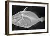 Wedge-Tail Triggerfish-Sandra J. Raredon-Framed Art Print