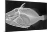 Wedge-Tail Triggerfish-Sandra J. Raredon-Mounted Art Print