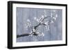 Wedgewood and Blossoms-Sasha-Framed Giclee Print