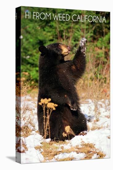 Weed, California - Bear Playing with Snow-Lantern Press-Stretched Canvas