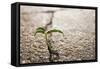 Weed Growing through Crack in Pavement-Carlos Santos-Framed Stretched Canvas