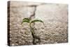 Weed Growing through Crack in Pavement-Carlos Santos-Stretched Canvas