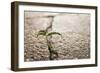 Weed Growing through Crack in Pavement-Carlos Santos-Framed Photographic Print