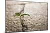 Weed Growing through Crack in Pavement-Carlos Santos-Mounted Photographic Print