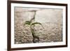 Weed Growing through Crack in Pavement-Carlos Santos-Framed Photographic Print