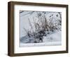 Weeds Poking Through Snow-Anthony Paladino-Framed Giclee Print