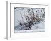 Weeds Poking Through Snow-Anthony Paladino-Framed Giclee Print