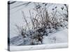 Weeds Poking Through Snow-Anthony Paladino-Stretched Canvas