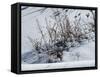 Weeds Poking Through Snow-Anthony Paladino-Framed Stretched Canvas