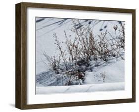 Weeds Poking Through Snow-Anthony Paladino-Framed Giclee Print