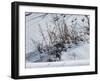 Weeds Poking Through Snow-Anthony Paladino-Framed Giclee Print