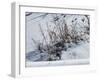 Weeds Poking Through Snow-Anthony Paladino-Framed Giclee Print