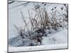 Weeds Poking Through Snow-Anthony Paladino-Mounted Giclee Print