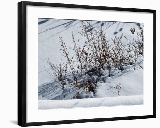 Weeds Poking Through Snow-Anthony Paladino-Framed Giclee Print