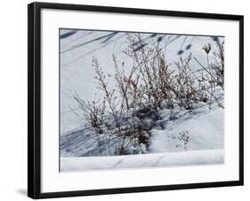 Weeds Poking Through Snow-Anthony Paladino-Framed Giclee Print