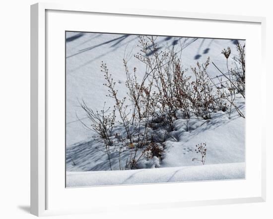 Weeds Poking Through Snow-Anthony Paladino-Framed Giclee Print