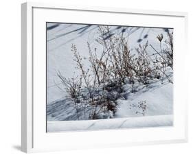 Weeds Poking Through Snow-Anthony Paladino-Framed Giclee Print