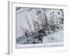 Weeds Poking Through Snow-Anthony Paladino-Framed Giclee Print