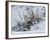 Weeds Poking Through Snow-Anthony Paladino-Framed Giclee Print
