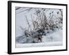 Weeds Poking Through Snow-Anthony Paladino-Framed Giclee Print