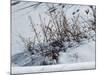 Weeds Poking Through Snow-Anthony Paladino-Mounted Giclee Print
