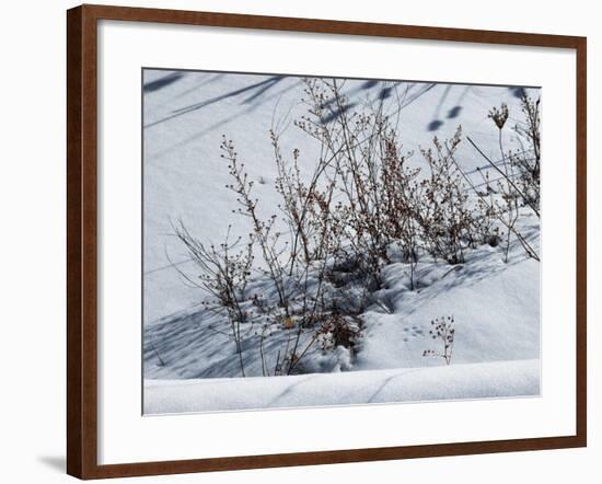 Weeds Poking Through Snow-Anthony Paladino-Framed Giclee Print