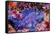 Weedy scorpionfish, Ambon, Indonesia-Georgette Douwma-Framed Stretched Canvas