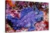 Weedy scorpionfish, Ambon, Indonesia-Georgette Douwma-Stretched Canvas