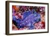 Weedy scorpionfish, Ambon, Indonesia-Georgette Douwma-Framed Photographic Print