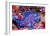 Weedy scorpionfish, Ambon, Indonesia-Georgette Douwma-Framed Photographic Print