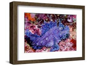 Weedy scorpionfish, Ambon, Indonesia-Georgette Douwma-Framed Photographic Print