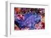 Weedy scorpionfish, Ambon, Indonesia-Georgette Douwma-Framed Photographic Print