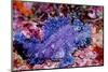 Weedy scorpionfish, Ambon, Indonesia-Georgette Douwma-Mounted Photographic Print