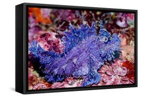 Weedy scorpionfish, Ambon, Indonesia-Georgette Douwma-Framed Stretched Canvas