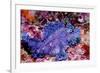 Weedy scorpionfish, Ambon, Indonesia-Georgette Douwma-Framed Photographic Print