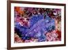 Weedy scorpionfish, Ambon, Indonesia-Georgette Douwma-Framed Photographic Print