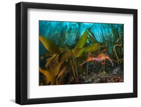 Weedy seadragon male carries eggs through a kelp forest, Tasmania, Australia.-Alex Mustard-Framed Photographic Print